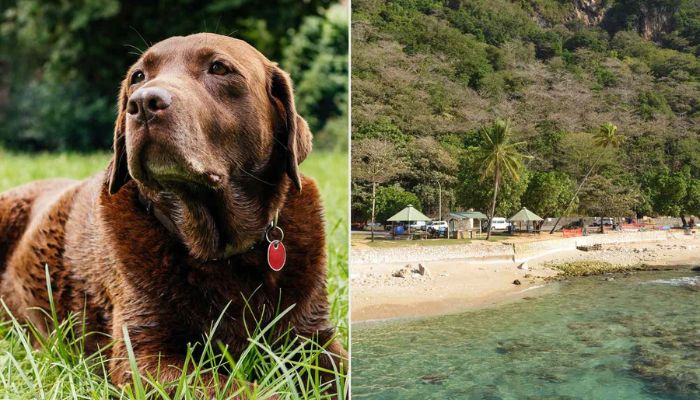 Shiloh: The Last Dog Standing After Christmas Islands Canine Ban