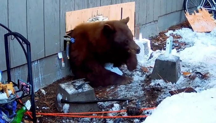 Neighbor Discovers Bear Living Under Home After California Eviction